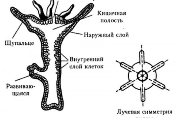 Ссылка кракен