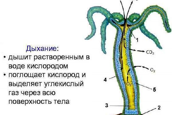 Кракен телегрф